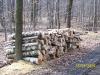uslugi_lesne_08_t1.jpg