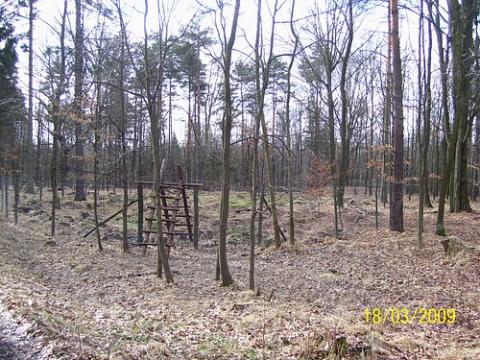 uslugi_lesne_11.jpg