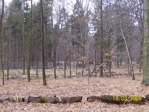 uslugi_lesne_12.jpg