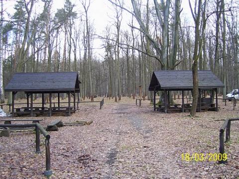 uslugi_lesne_14.jpg